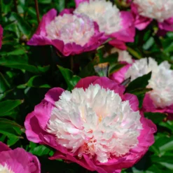 Paeonia 'White Cap' -Cheap Ethereal Yard Store peony white cap 4 scaled