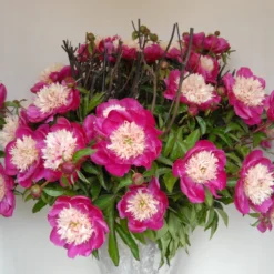 Paeonia 'White Cap' -Cheap Ethereal Yard Store peony white cap 5 scaled