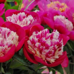 Paeonia 'White Cap' -Cheap Ethereal Yard Store peony white cap 6 scaled