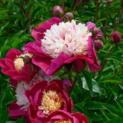 Paeonia 'White Cap' -Cheap Ethereal Yard Store peony white cap 7 scaled