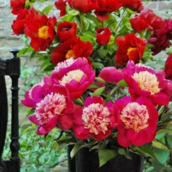 Paeonia 'White Cap' -Cheap Ethereal Yard Store peony white cap 8 scaled