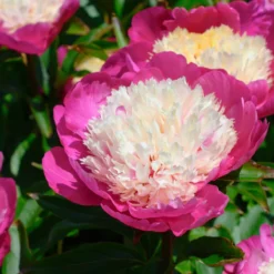 Paeonia 'White Cap' -Cheap Ethereal Yard Store peony white cap 9 scaled