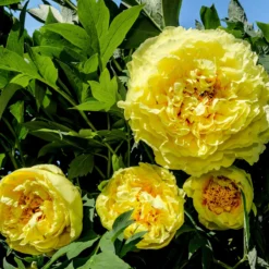 Paeonia 'Yellow Crown' 10 Paeonia 'Yellow Crown' -Cheap Ethereal Yard Store peony yellow crown 1 scaled