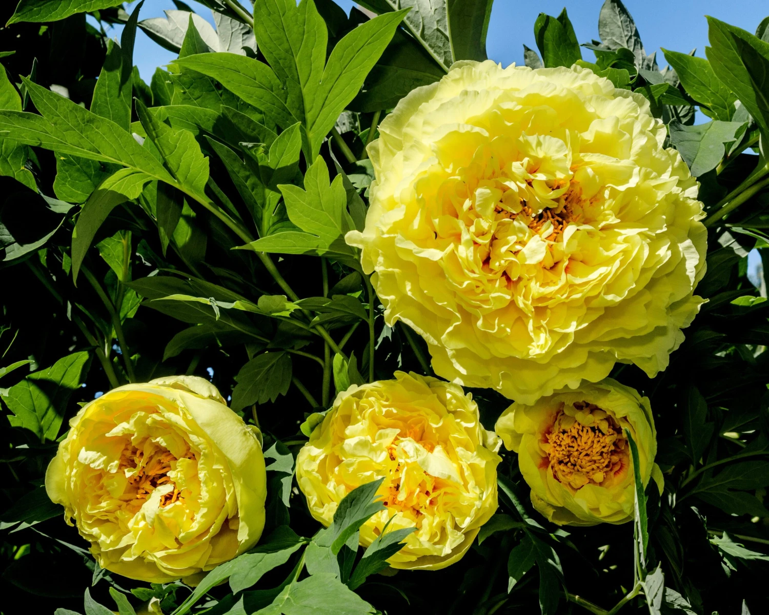 Paeonia 'Yellow Crown' 5 Paeonia 'Yellow Crown' - Image 5