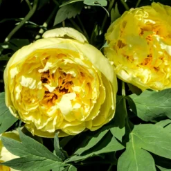 Paeonia 'Yellow Crown' 9 Paeonia 'Yellow Crown' -Cheap Ethereal Yard Store peony yellow crown 2 scaled