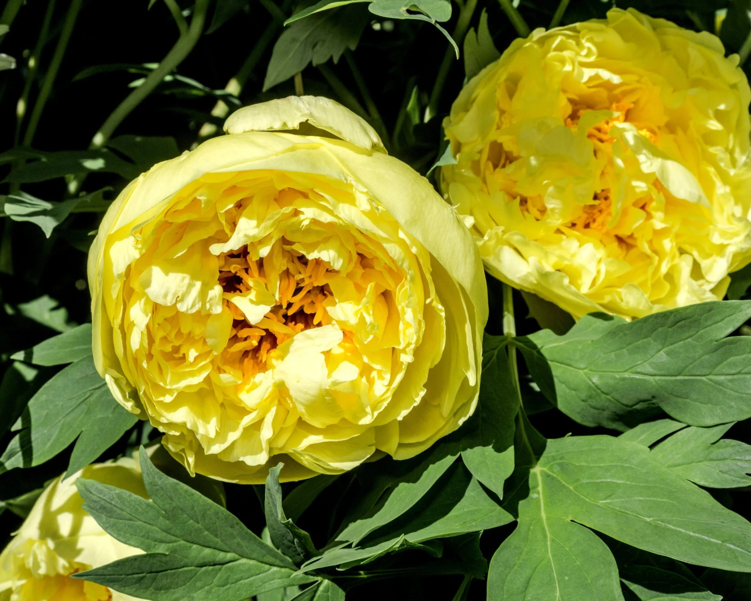 Paeonia 'Yellow Crown' 4 Paeonia 'Yellow Crown' - Image 4