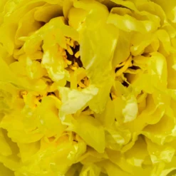 Paeonia 'Yellow Crown' 8 Paeonia 'Yellow Crown' -Cheap Ethereal Yard Store peony yellow crown 3 scaled