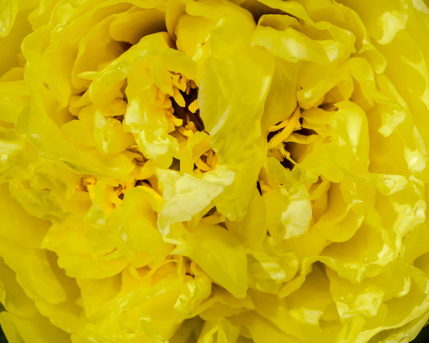 Paeonia 'Yellow Crown' 3 Paeonia 'Yellow Crown' - Image 3