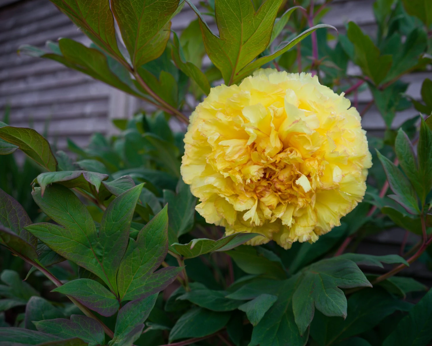 Paeonia 'Yellow Crown' 6 Paeonia 'Yellow Crown' - Image 6