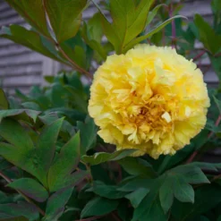 New Products -Cheap Ethereal Yard Store peony yellow crown 5 1dc6a8f1 28e7 419c 8c06 c930e5bf0272 scaled
