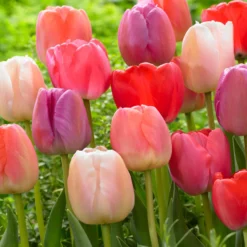 Tulip Collection 'Pride Mix'