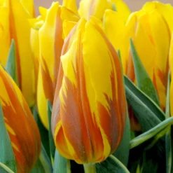 Tulip 'Ravana' -Cheap Ethereal Yard Store ravana tulip