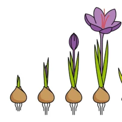 Crocus Sativus 21 Crocus Sativus -Cheap Ethereal Yard Store saffron crocus