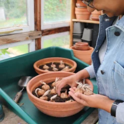 Crocus Sativus 14 Crocus Sativus -Cheap Ethereal Yard Store sativus 11 scaled