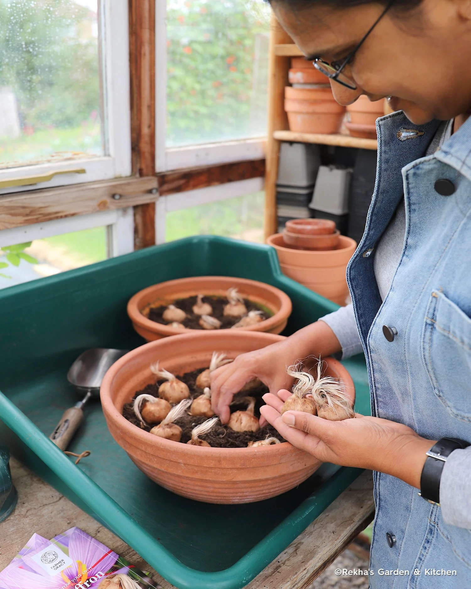 Crocus Sativus 4 Crocus Sativus - Image 4