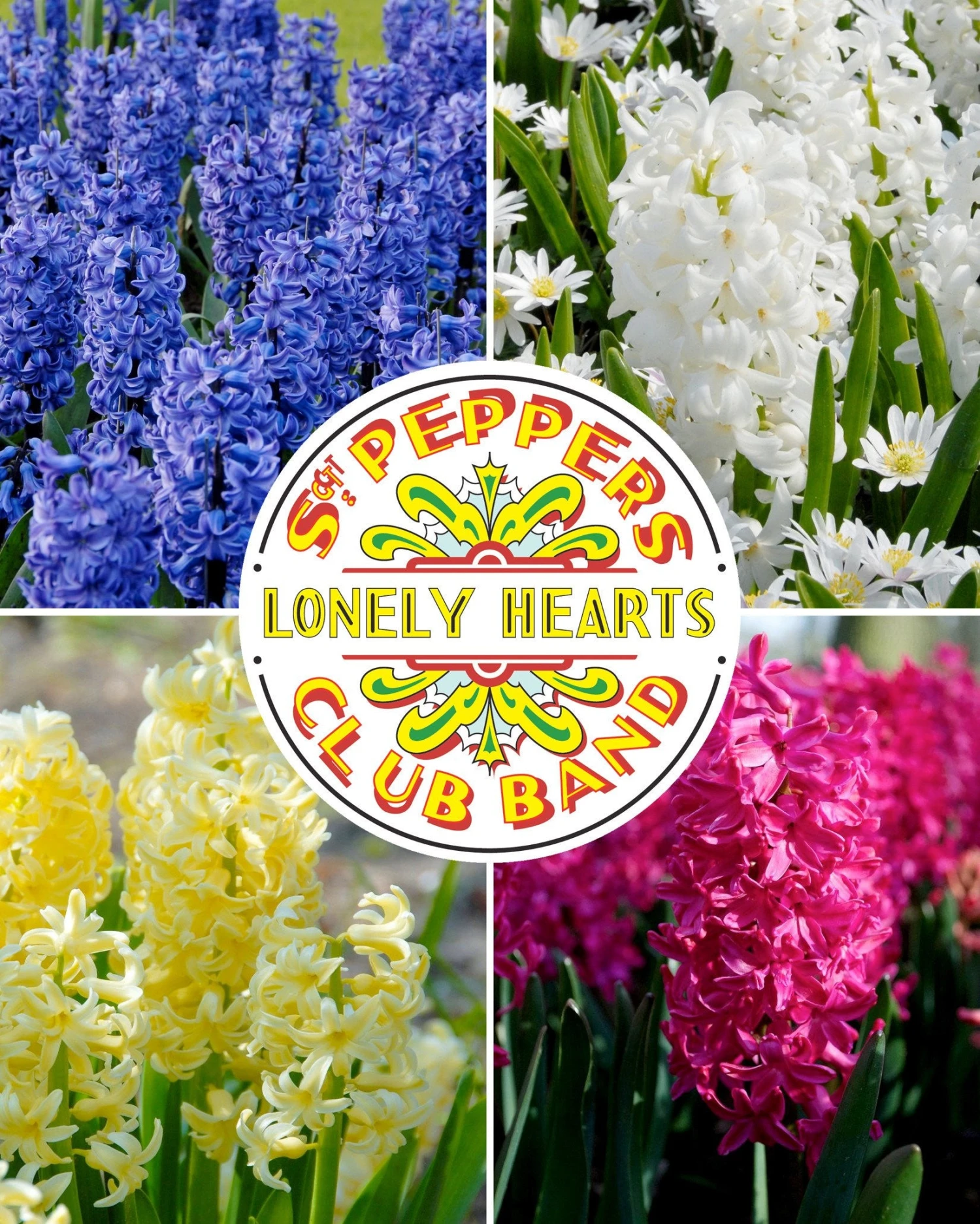 Hyacinth Collection 'Sgt Pepper's' 1 Hyacinth Collection 'Sgt Pepper's'