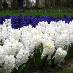 Hyacinth Collection 'Sgt Pepper's' 8 Hyacinth Collection 'Sgt Pepper's' -Cheap Ethereal Yard Store sgt pepper collection 4