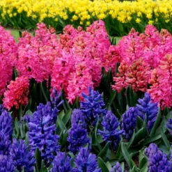 Hyacinth Collection 'Sgt Pepper's' 9 Hyacinth Collection 'Sgt Pepper's' -Cheap Ethereal Yard Store sgt pepper collection 5