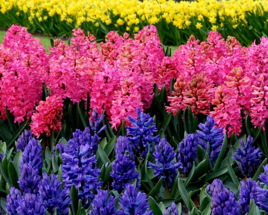 Hyacinth Collection 'Sgt Pepper's' 5 Hyacinth Collection 'Sgt Pepper's' - Image 5