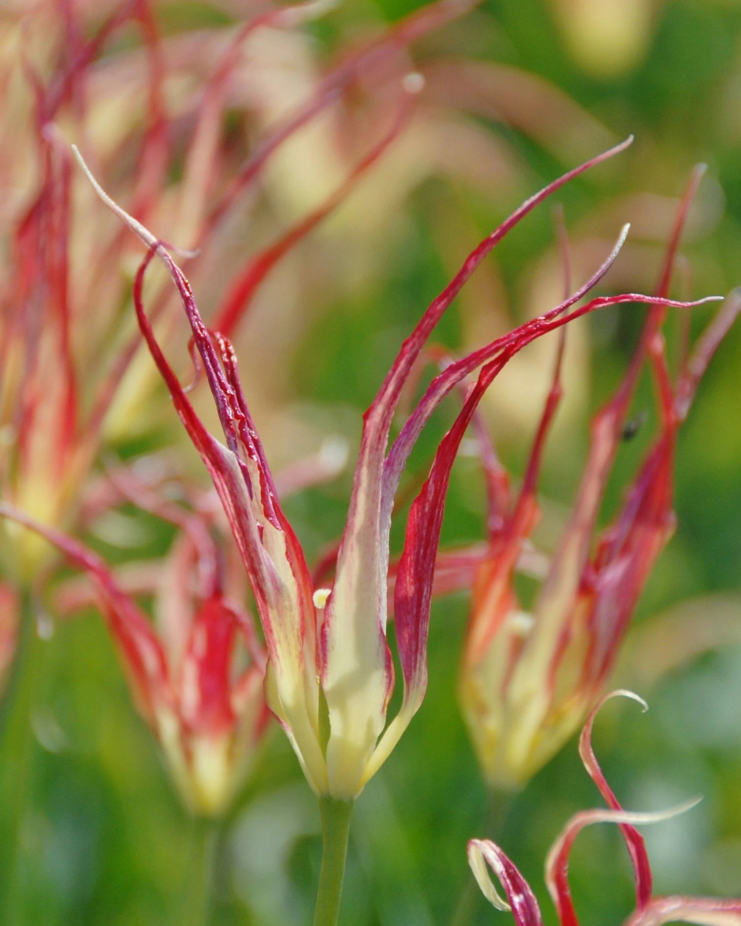 Tulip Acuminata 2 Tulip Acuminata - Image 2