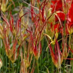 Tulip Acuminata 11 Tulip Acuminata -Cheap Ethereal Yard Store tulip acuminata 2 scaled
