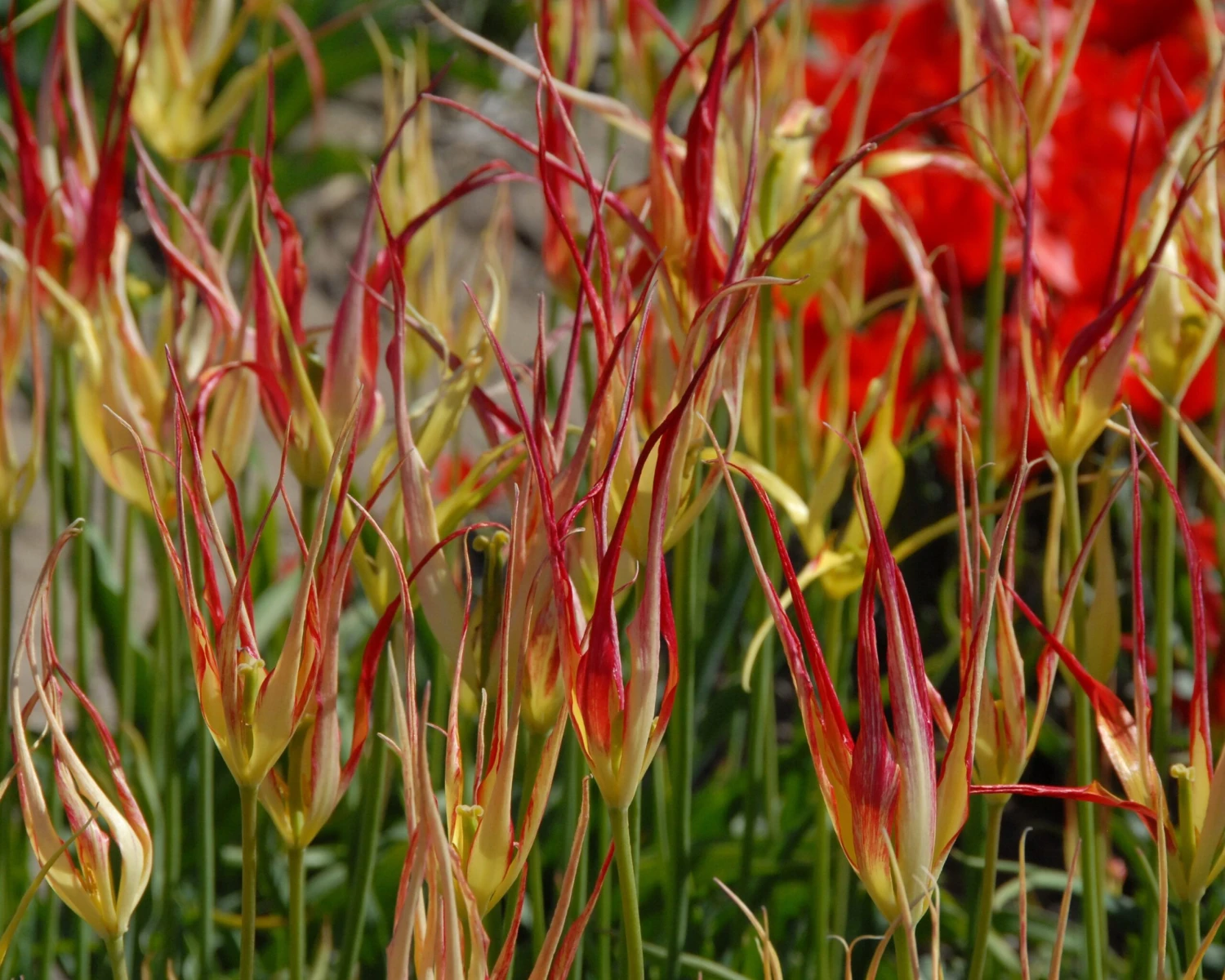 Tulip Acuminata 6 Tulip Acuminata - Image 6