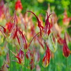 Tulip Acuminata 9 Tulip Acuminata -Cheap Ethereal Yard Store tulip acuminata 4 scaled