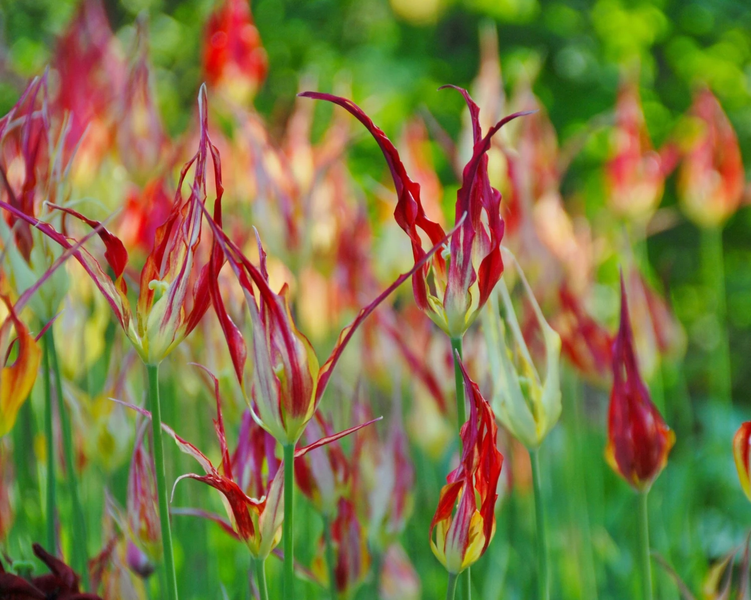 Tulip Acuminata 4 Tulip Acuminata - Image 4
