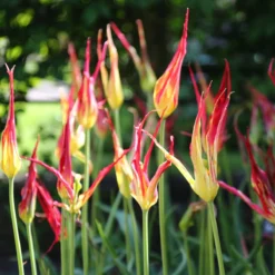 Tulip Acuminata 10 Tulip Acuminata -Cheap Ethereal Yard Store tulip acuminata 5 scaled