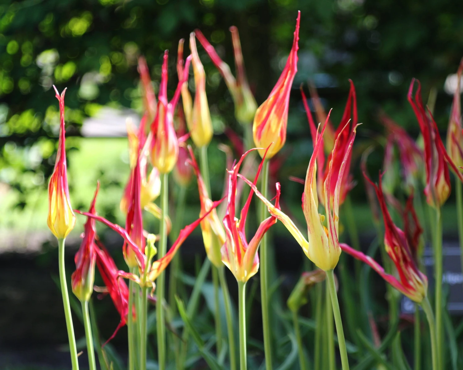 Tulip Acuminata 5 Tulip Acuminata - Image 5