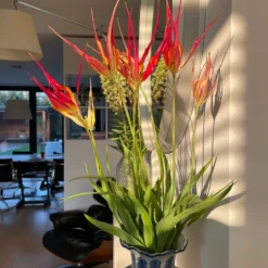 Tulip Acuminata 8 Tulip Acuminata -Cheap Ethereal Yard Store tulip acuminata 9 scaled