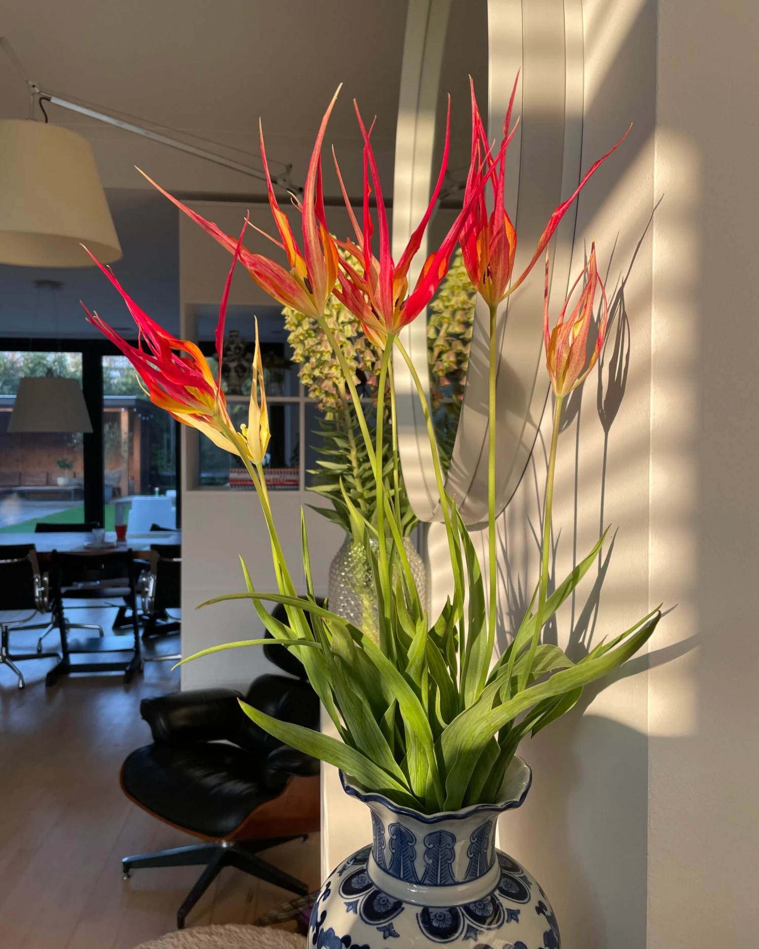 Tulip Acuminata 3 Tulip Acuminata - Image 3