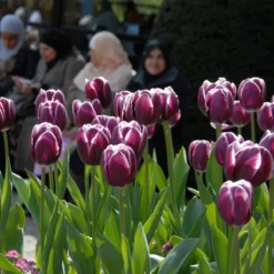 Tulip 'Alexander Pushkin' -Cheap Ethereal Yard Store tulip alexander pushkin 2