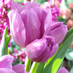 Tulip 'Alibi' -Cheap Ethereal Yard Store tulip alibi 00
