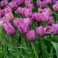 Tulip 'Alibi' -Cheap Ethereal Yard Store tulip alibi 10 scaled