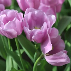 Tulip 'Alibi' -Cheap Ethereal Yard Store tulip alibi 12 scaled