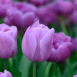 Tulip 'Alibi' -Cheap Ethereal Yard Store tulip alibi 2 scaled