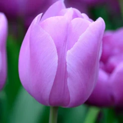 Tulip 'Alibi' -Cheap Ethereal Yard Store tulip alibi 2 de3e642c feec 4518 9234 a0e6d9ee198f