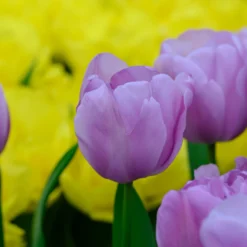 Tulip 'Alibi' -Cheap Ethereal Yard Store tulip alibi 3 scaled