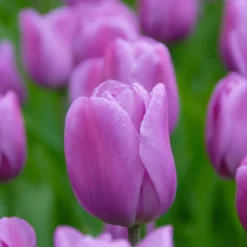 Tulip 'Alibi' -Cheap Ethereal Yard Store tulip alibi 4 scaled