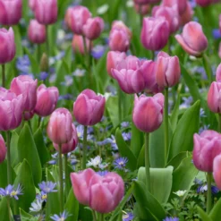 Tulip 'Alibi' -Cheap Ethereal Yard Store tulip alibi 6 scaled