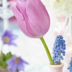 Tulip 'Alibi' -Cheap Ethereal Yard Store tulip alibi 7