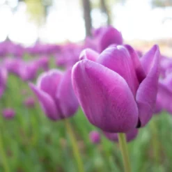 Tulip 'Alibi' -Cheap Ethereal Yard Store tulip alibi 9 scaled