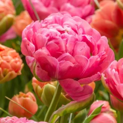 Tulip 'Amazing Grace'