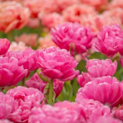 Tulip 'Amazing Grace' -Cheap Ethereal Yard Store tulip amazing grace 2