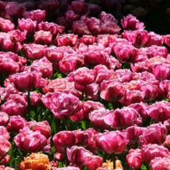 Tulip 'Amazing Grace' -Cheap Ethereal Yard Store tulip amazing grace 2 5d500f45 9253 472b 93ad 0fa2e3ad5abd