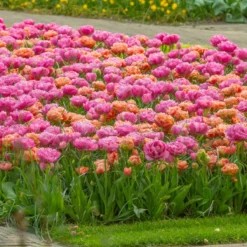 Tulip 'Amazing Grace' -Cheap Ethereal Yard Store tulip amazing grace 3
