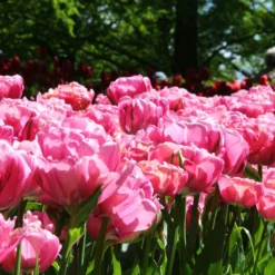 Tulip 'Amazing Grace' -Cheap Ethereal Yard Store tulip amazing grace 3 535d2e64 48a6 4e57 b9ba 74491e71800e