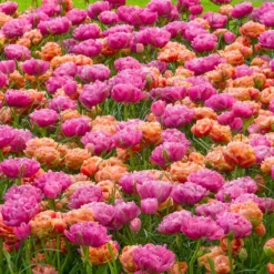 Tulip 'Amazing Grace' -Cheap Ethereal Yard Store tulip amazing grace 4