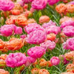 Tulip 'Amazing Grace' -Cheap Ethereal Yard Store tulip amazing grace 5